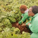 Kenya’s GMO Potato Nears Reality: Scientists Say Farmers Could Save Big on Fungicides.