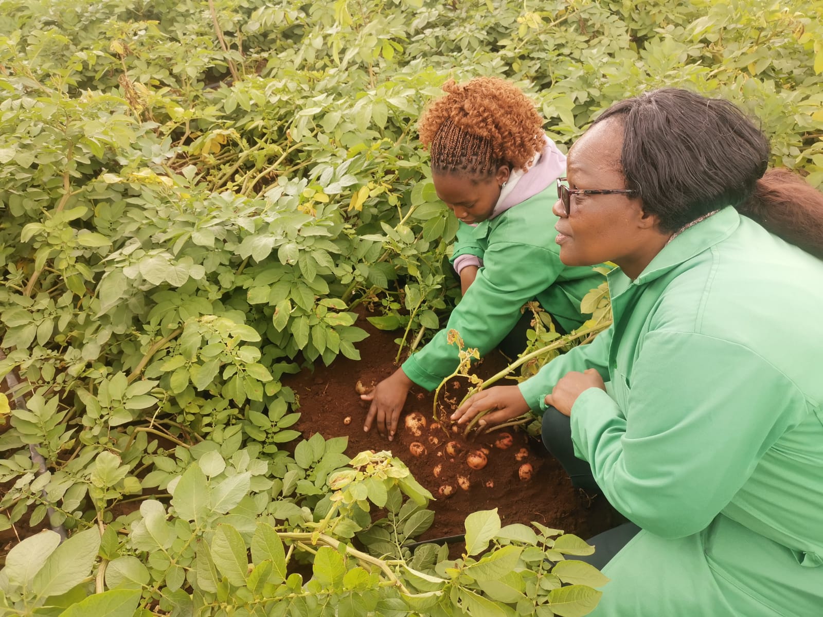 Kenya’s GMO Potato Nears Reality: Scientists Say Farmers Could Save Big on Fungicides.