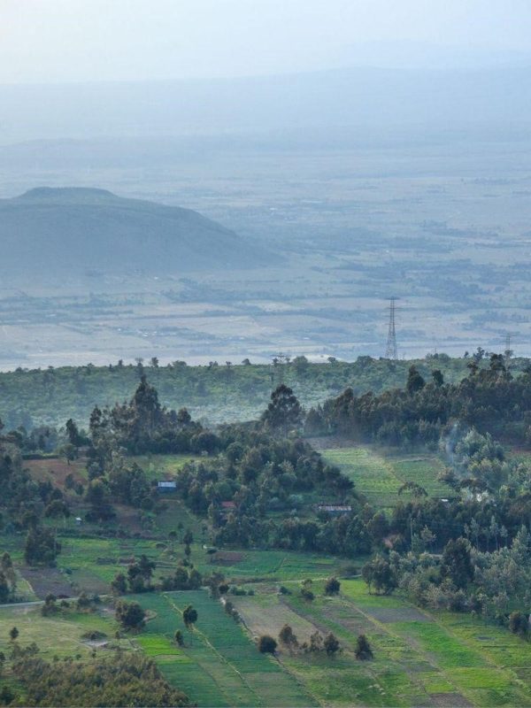 Earthbanc Delivers over 3 Million Seedlings to Kenya Forest Service in support of the Jaza Miti InitiativeNairobi