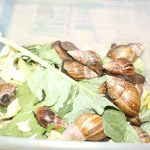JKUAT Showcases Commercial Potential of Snail Farming at Nairobi Trade Fair