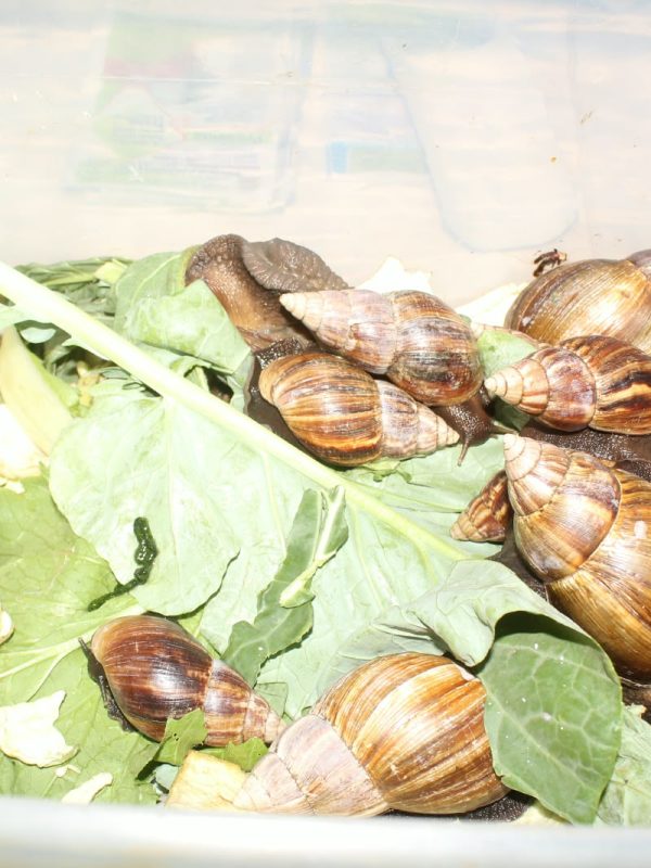 JKUAT Showcases Commercial Potential of Snail Farming at Nairobi Trade Fair