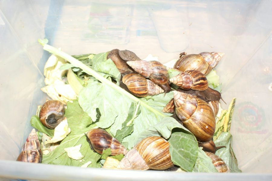 JKUAT Showcases Commercial Potential of Snail Farming at Nairobi Trade Fair